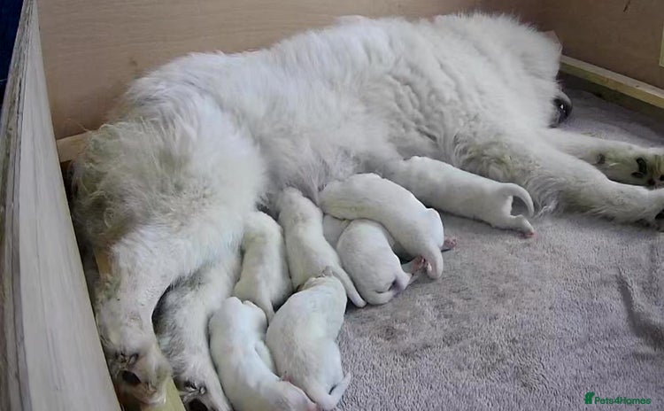 Samoyed dogs - Advert 1