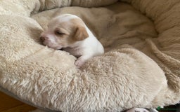 Jack Russell dogs for sale: Long/Broken coated Jack Russel - Image 6