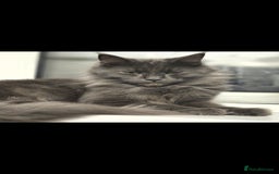 Maine Coon cats for sale: Champion russian Maine coon kittens - Image 1