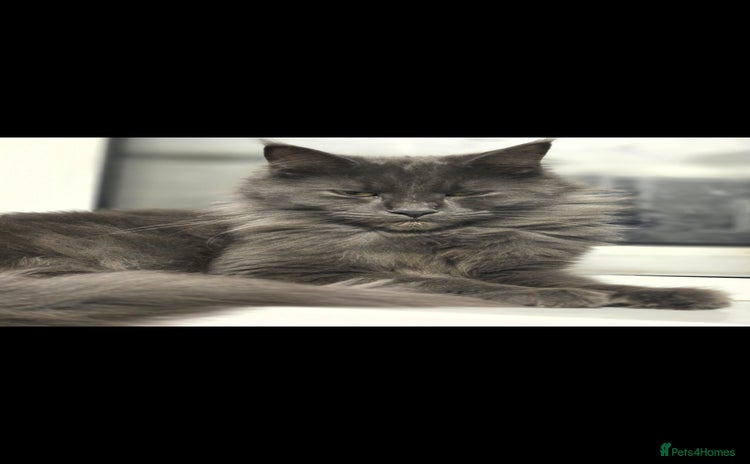 Maine Coon cats - Advert 10