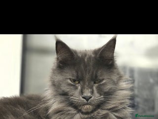 Maine Coon cats Champion russian Maine coon kittens - Advert 18