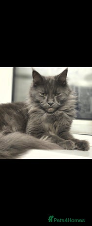 Maine Coon cats - Advert 2