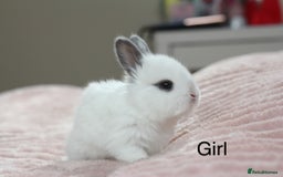 Angora rabbits for sale: Angora X bunny rabbits  - Image 6