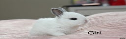 Angora rabbits for sale: Angora X bunny rabbits  - Advert 1