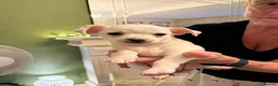 Chihuahua dogs for sale: Adorable chihuahua puppies  in Liverpool - Advert 12
