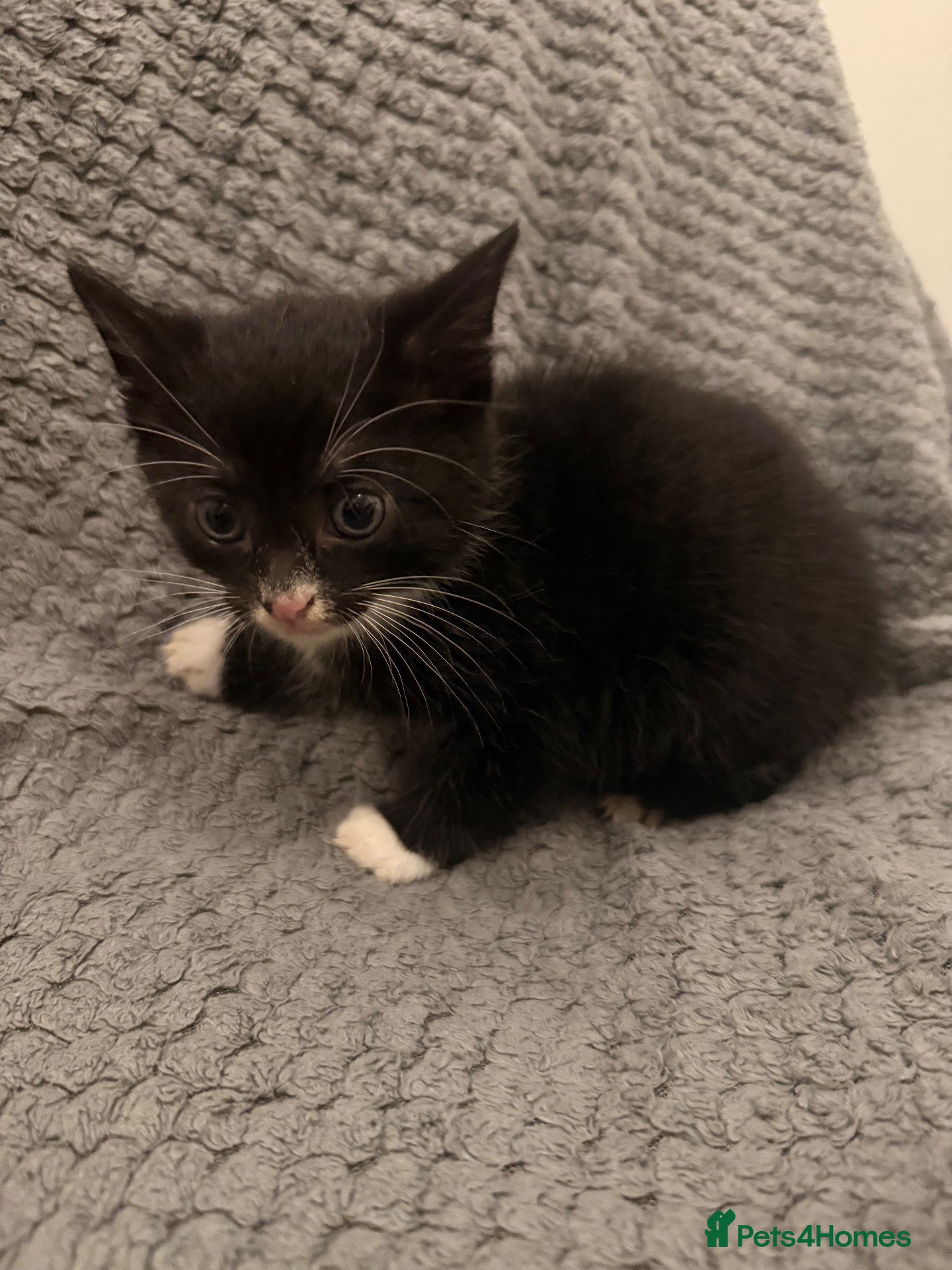 Mixed Breed cats 4 little kittens looking for new home - Advert 2