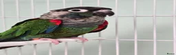 Conures birds for sale: Rose-Crowned Conures & Pearly Conure - Advert 4