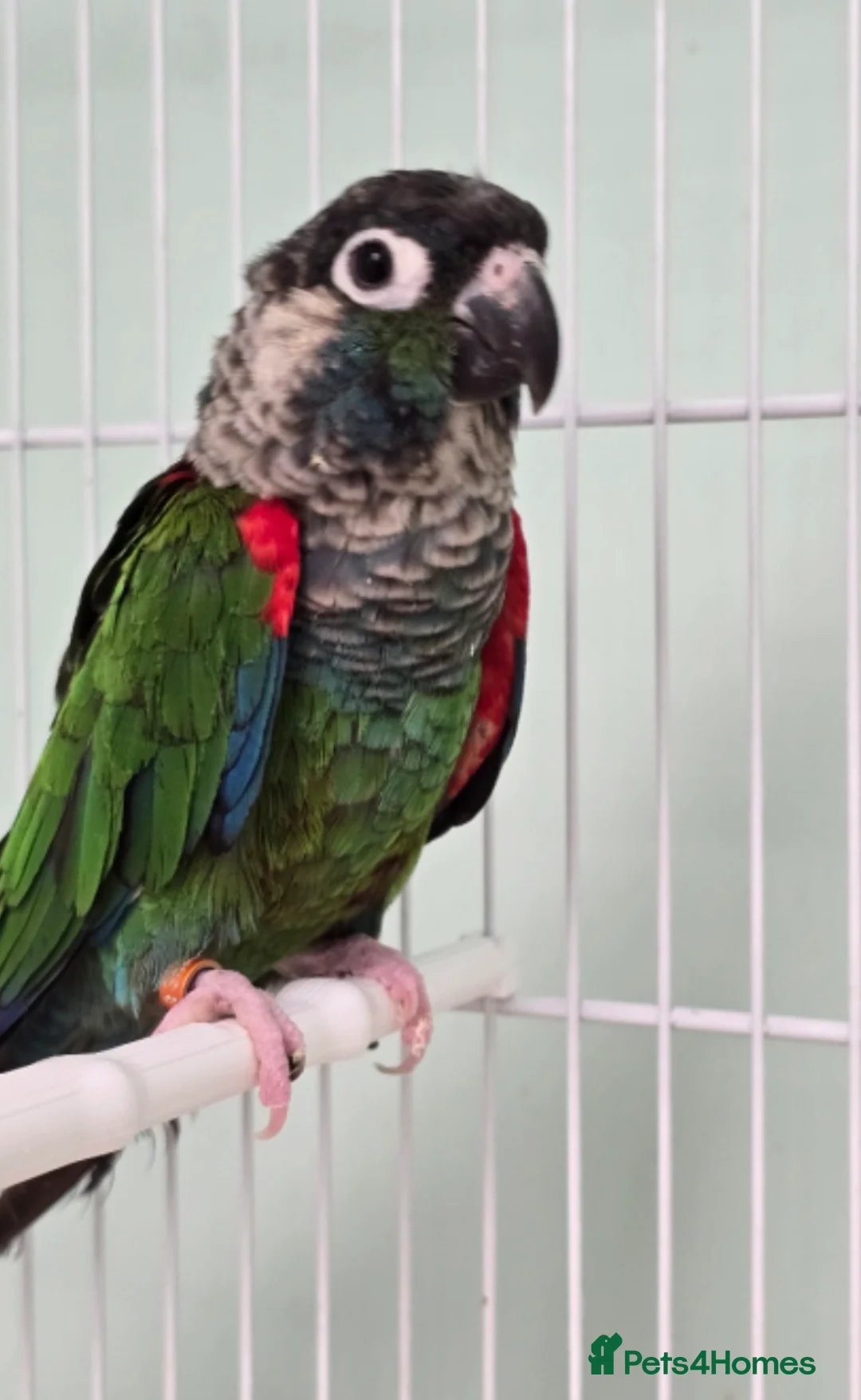 Conures birds for sale: Rose-Crowned Conures & Pearly Conure - Advert 4