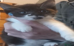 Domestic Shorthair cats for sale: 2 female kittens - Image 1