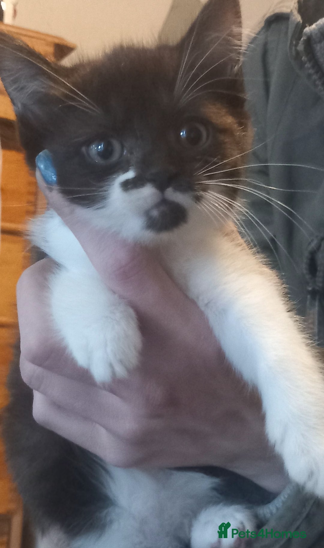 Domestic Shorthair cats for sale: 2 female kittens - Image 1