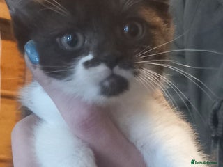 Domestic Shorthair cats - Advert 29