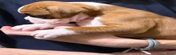 Boxer dogs for sale: Boxer puppys - Advert 17