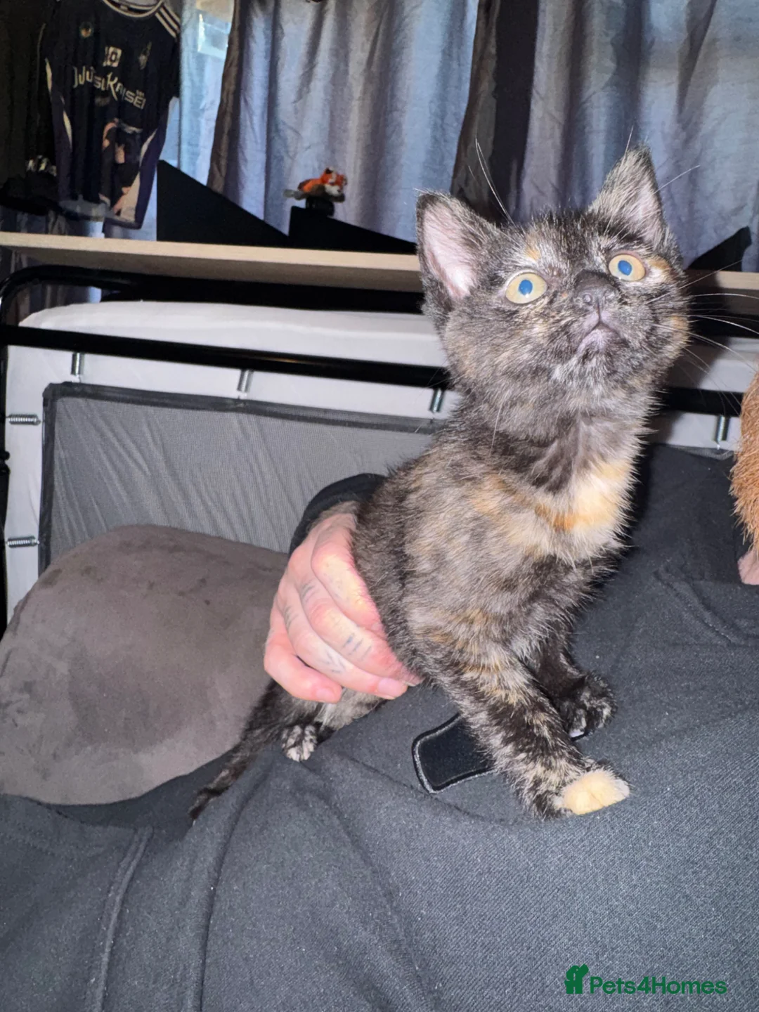 Mixed Breed cats for sale: Female kitten  - Advert 2