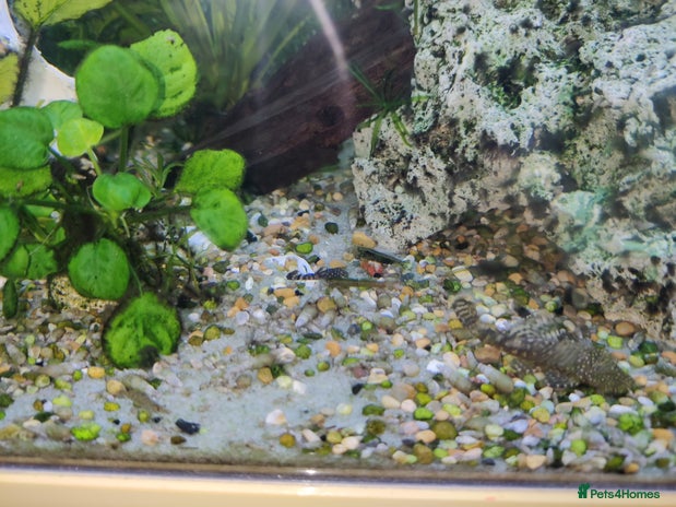 Plecos fish - Advert 17