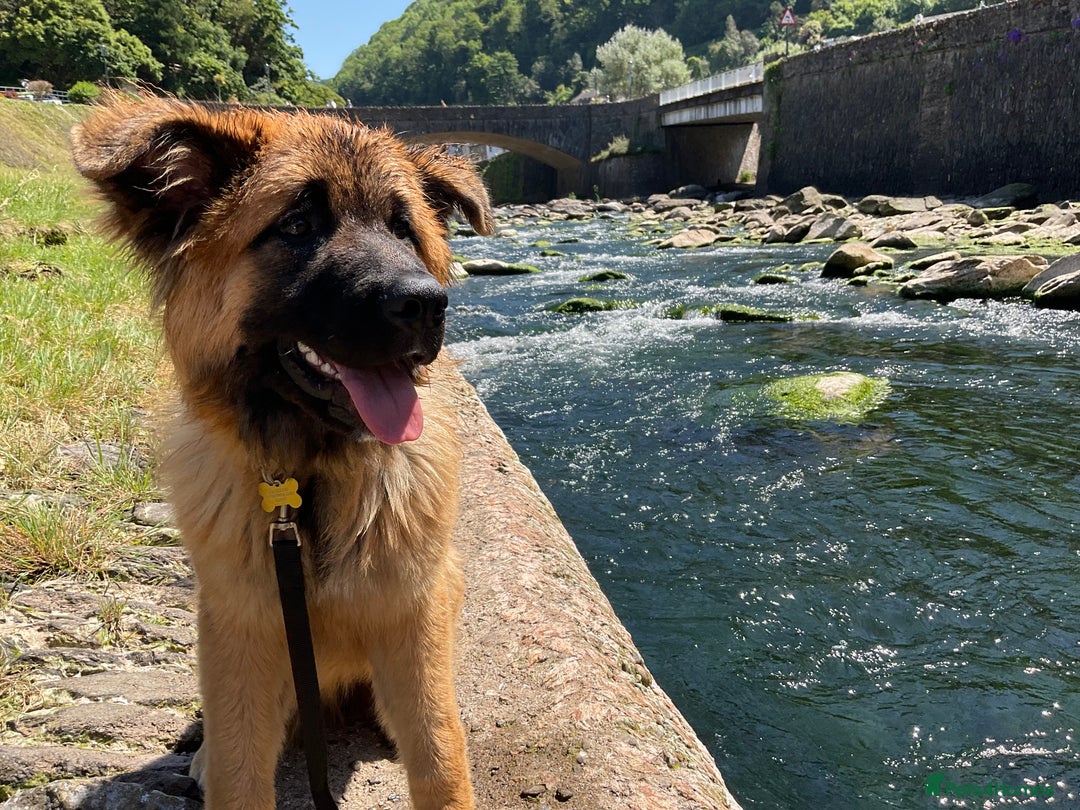 Mixed Breed dogs for sale: 2 year old German shepherd x chow - Image 1