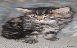 Persian cats for sale: Persian Kittens ready now - Image 6