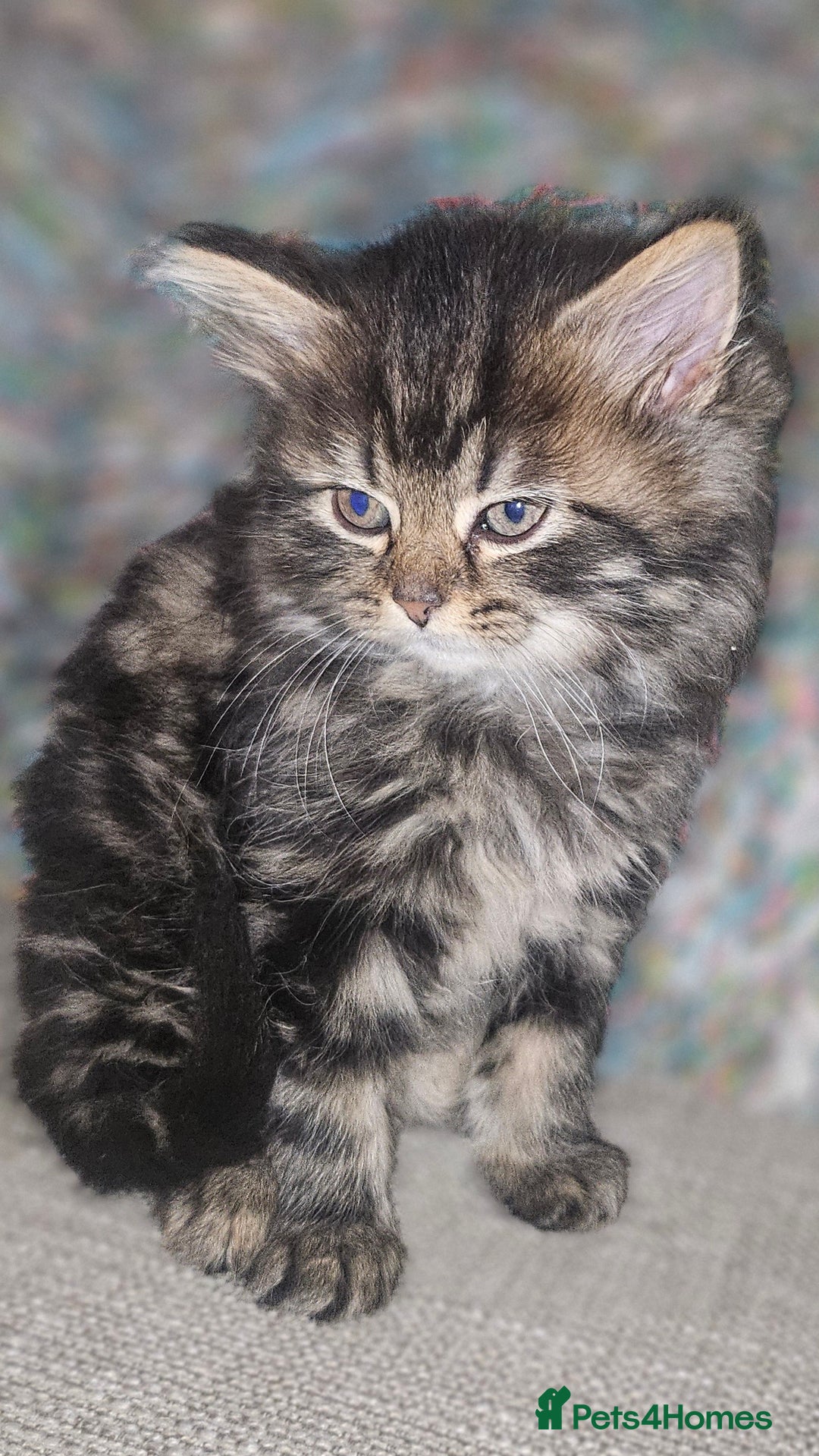 Persian cats for sale: Persian Kittens ready now - Image 6