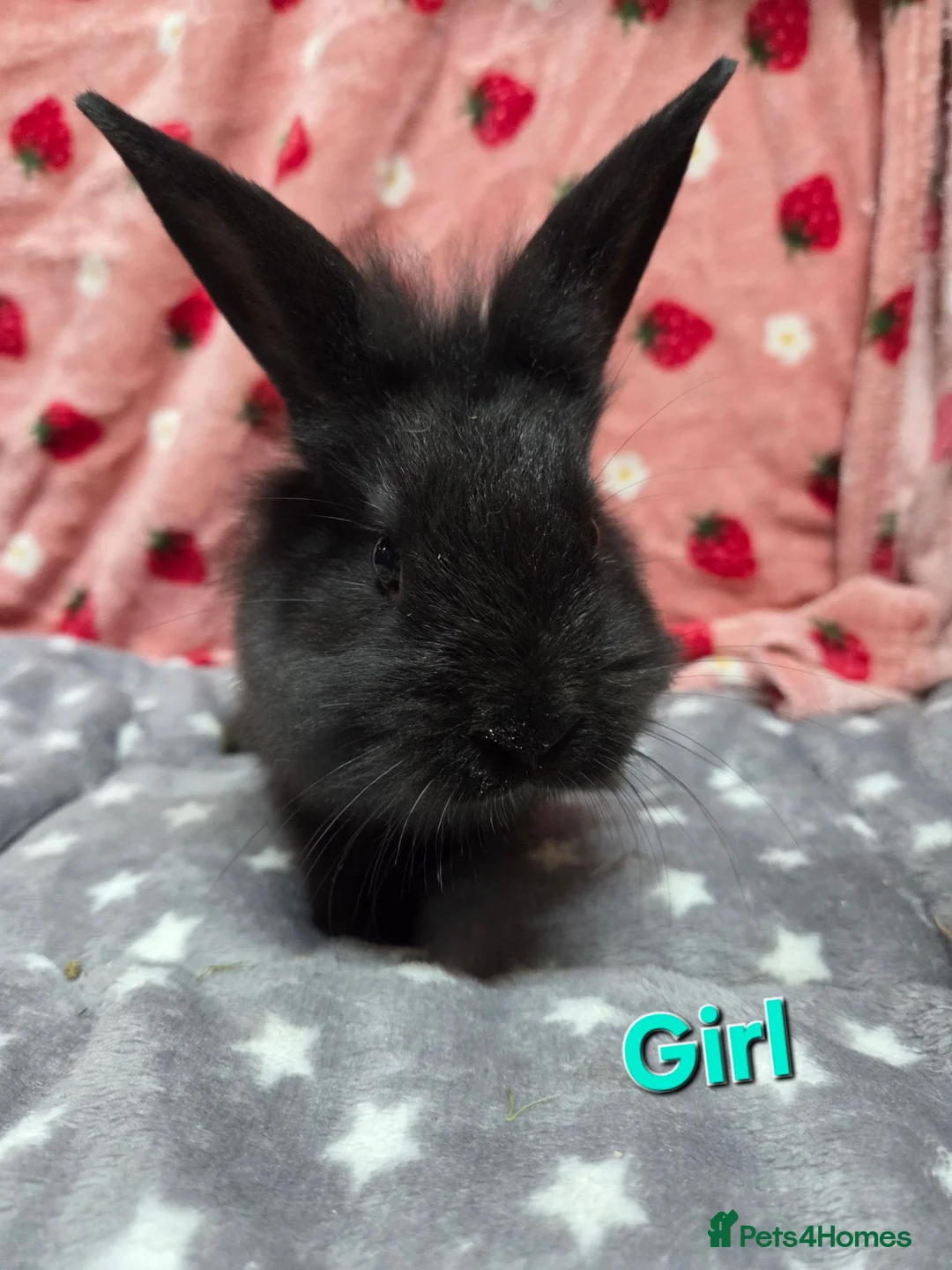 Lionhead rabbits for sale: 2 lion head sisters 12 weeks old price is for both - Advert 1