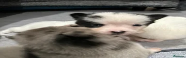 Pomsky Puppy 2 white and black patches 