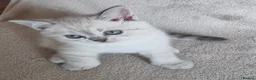 Scottish Fold cats for sale: Scottish Straight and Scottish Fold  - Advert 7