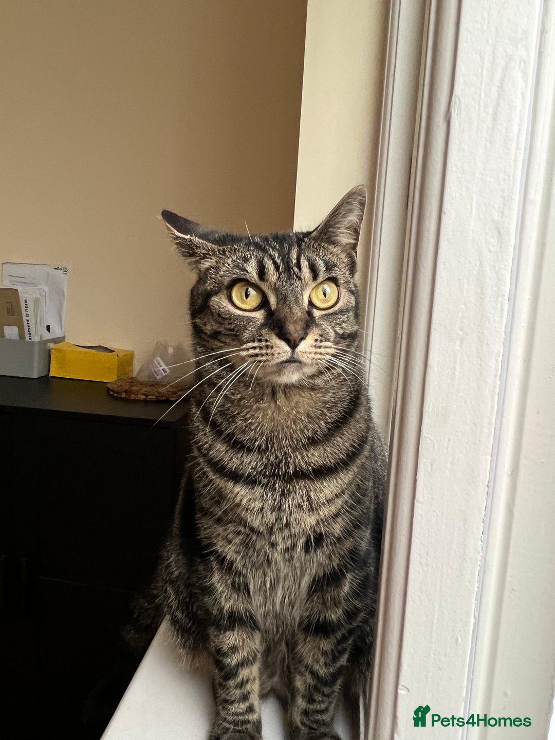 Domestic Shorthair cats for sale: Free Rehome 10 cats - Advert 10