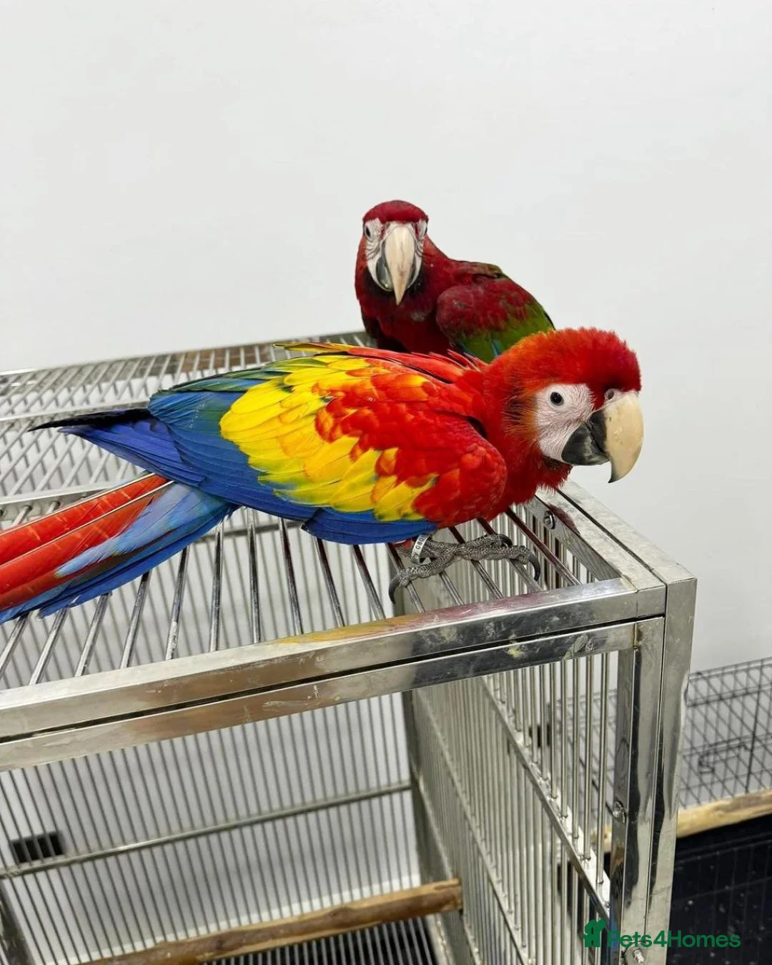 Macaws birds for sale: Scarlet Macaw A Vibrant and Charismatic Companion in Bristol - Advert 4