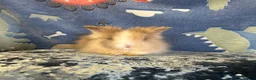 Lionhead rabbits for sale: Adorable double mane lionhead baby bunnies  - Advert 12