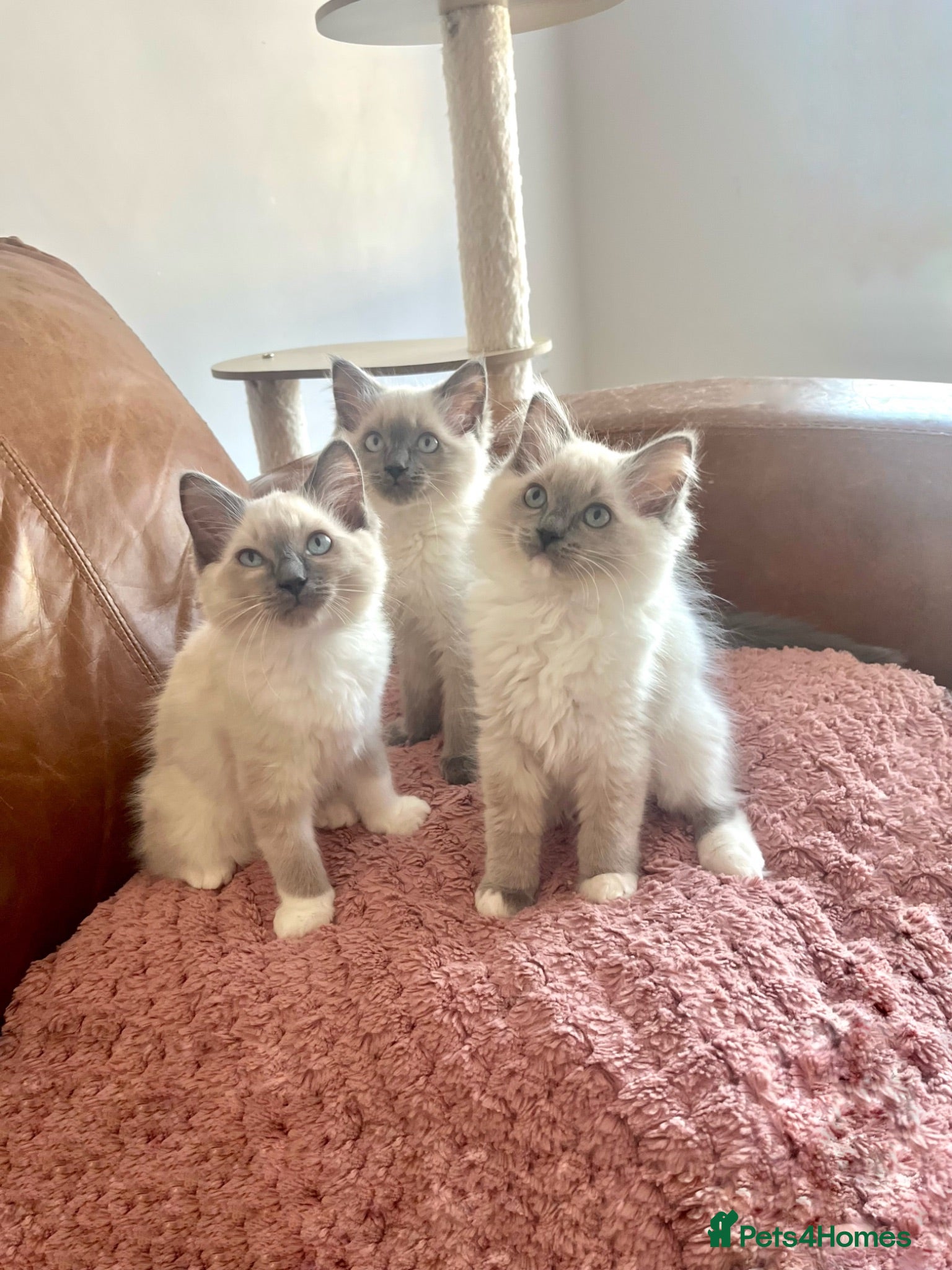 Ragdoll cats Blue Point Ragdoll Kittens - Advert 1