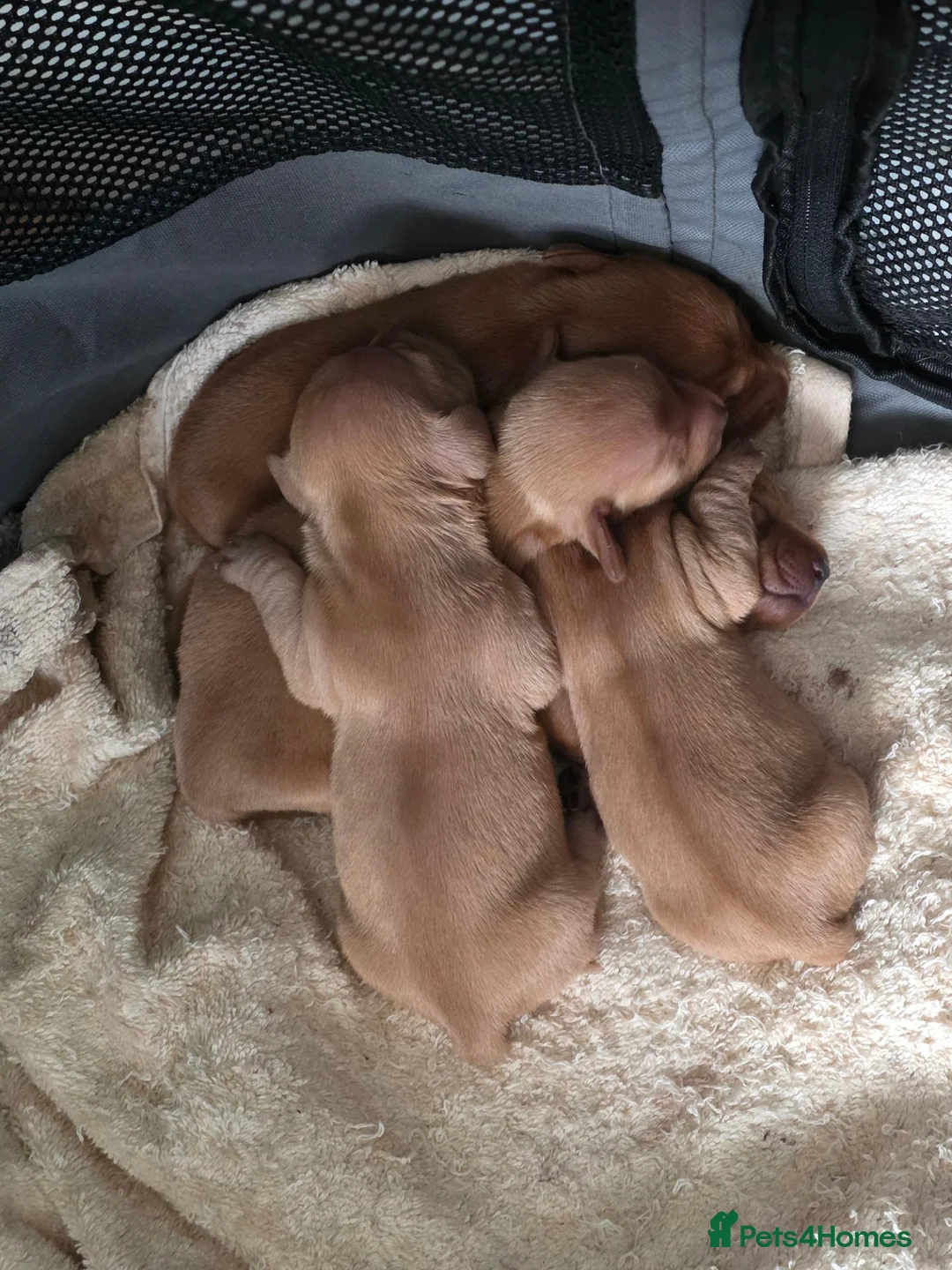 Dachshund dogs for sale: Dachshund Puppies - Advert 6