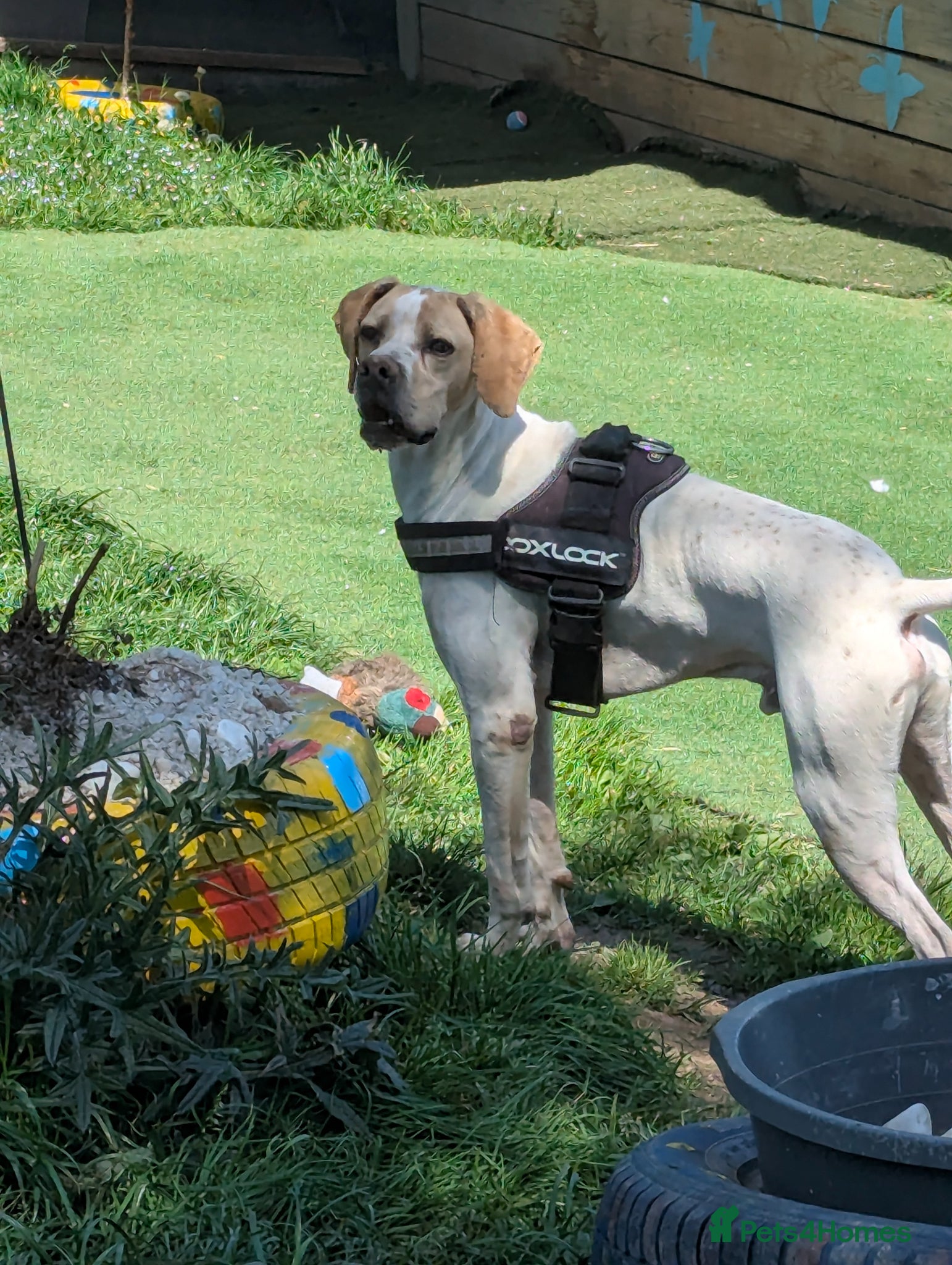 Mixed Breed dogs ANJO  - Advert 10