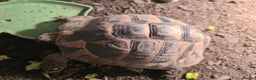 Tortoise reptiles for sale: Spur-thighed tortoise with vivarium  - Advert 2