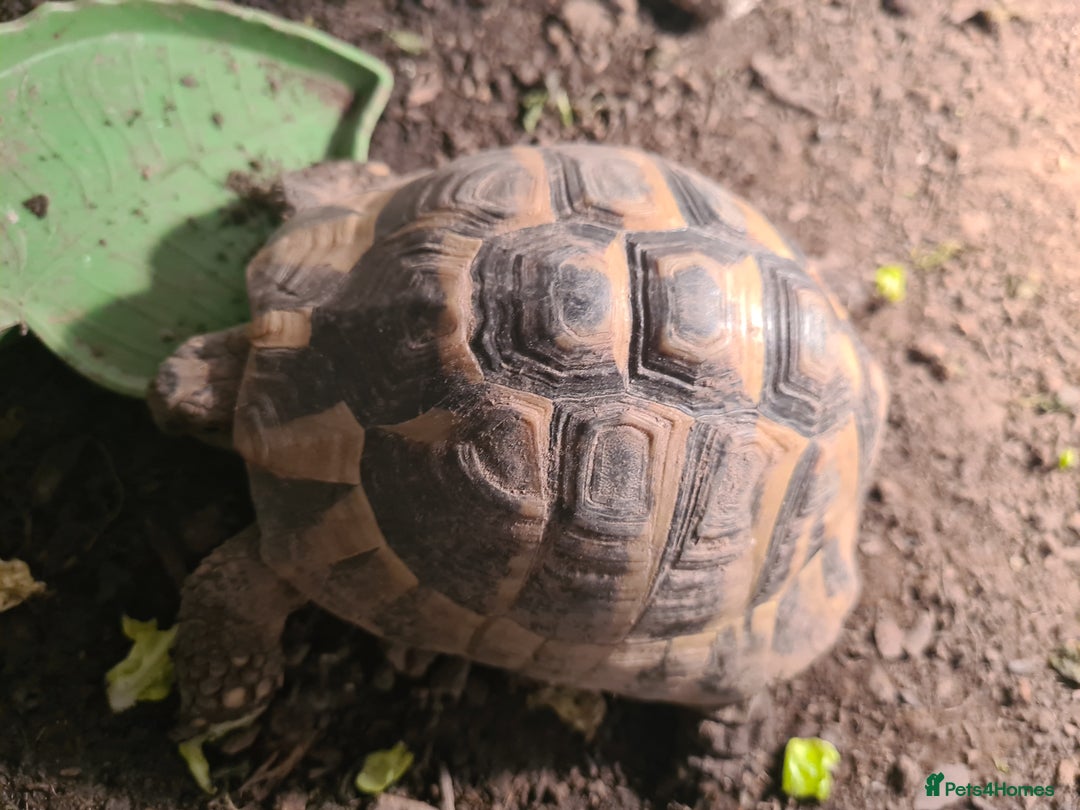 Tortoise reptiles for sale: Spur-thighed tortoise with vivarium  - Advert 2