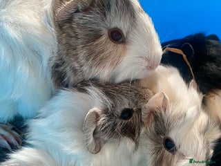 Guinea Pig rodents - Advert 24