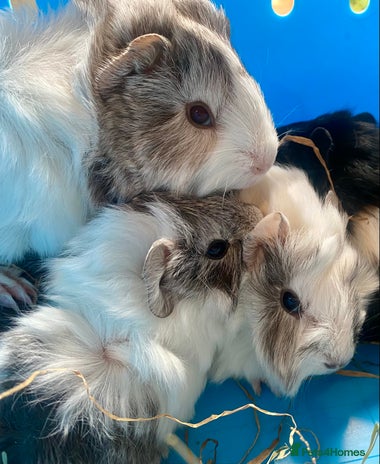 Guinea Pig rodents - Advert 5