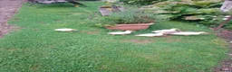 Ducks poultry for sale: Beautiful callXminiature silverappleyard ducklings - Advert 2