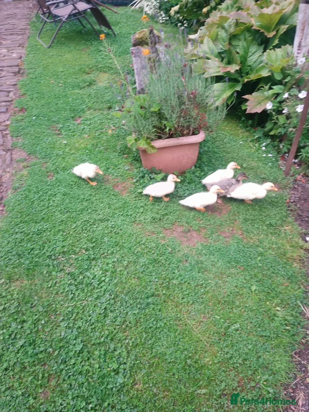 Ducks poultry for sale: Beautiful callXminiature silverappleyard ducklings - Advert 2