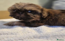 Shih Tzu dogs for sale: Outstanding Imperial Shih Tzu Pups - Image 25