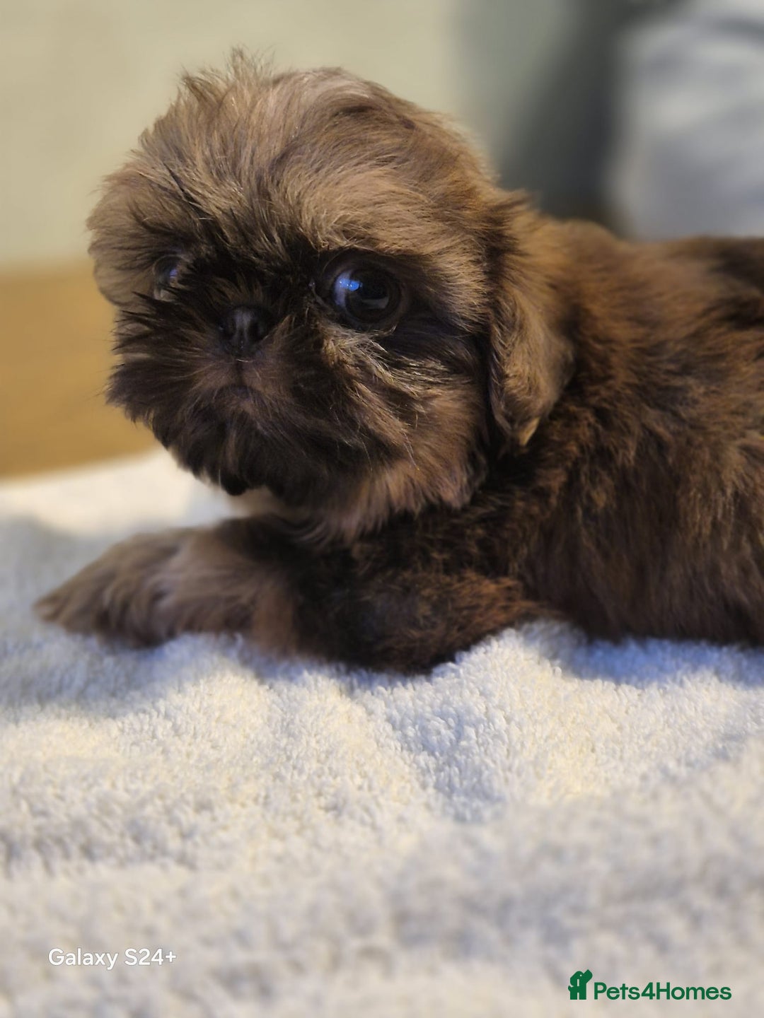 Shih Tzu dogs for sale: Outstanding Imperial Shih Tzu Pups - Image 25