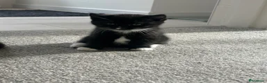 British Shorthair 3