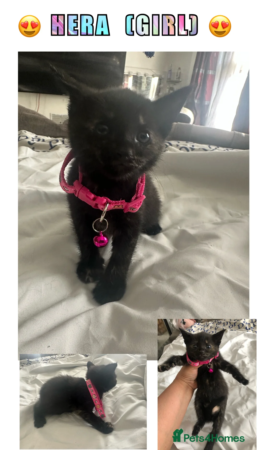British Longhair cats for sale: 4 gorgeous playful kitten & 7 Free  ** s 🎁  in London - Advert 10
