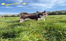 Chihuahua dogs for sale: 🔥 Adorable long-haired Chihuahua puppies for sale - Image 26