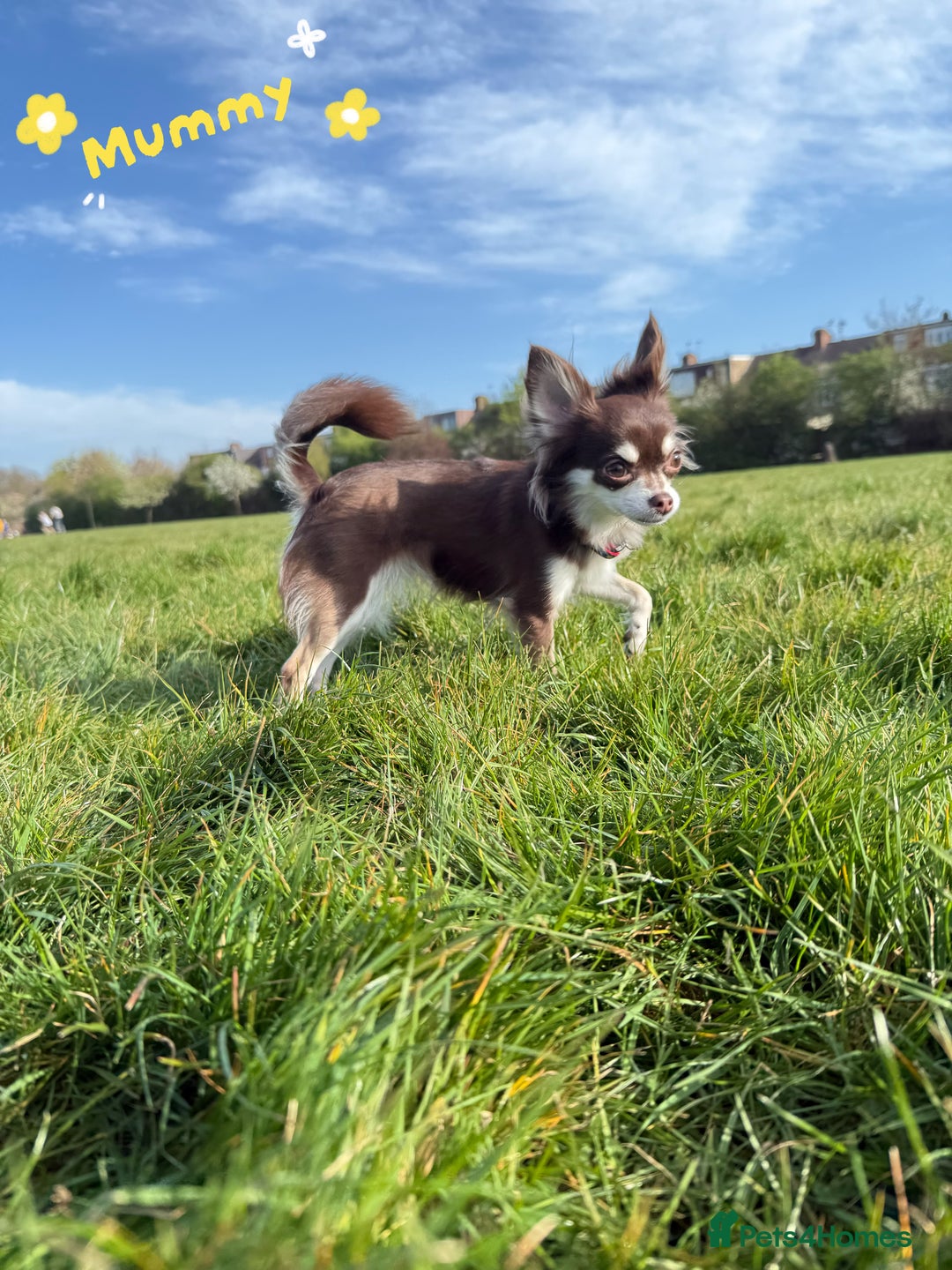 Chihuahua dogs for sale: 🔥 Adorable long-haired Chihuahua puppies for sale - Image 26