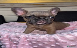 French Bulldog dogs for sale: French buldogs - Image 3
