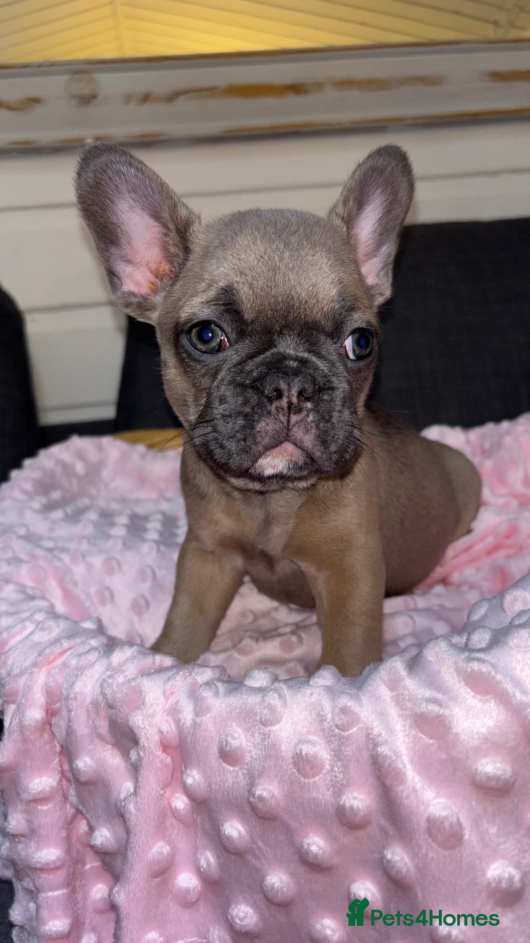 French Bulldog dogs for sale: French buldogs - Image 3