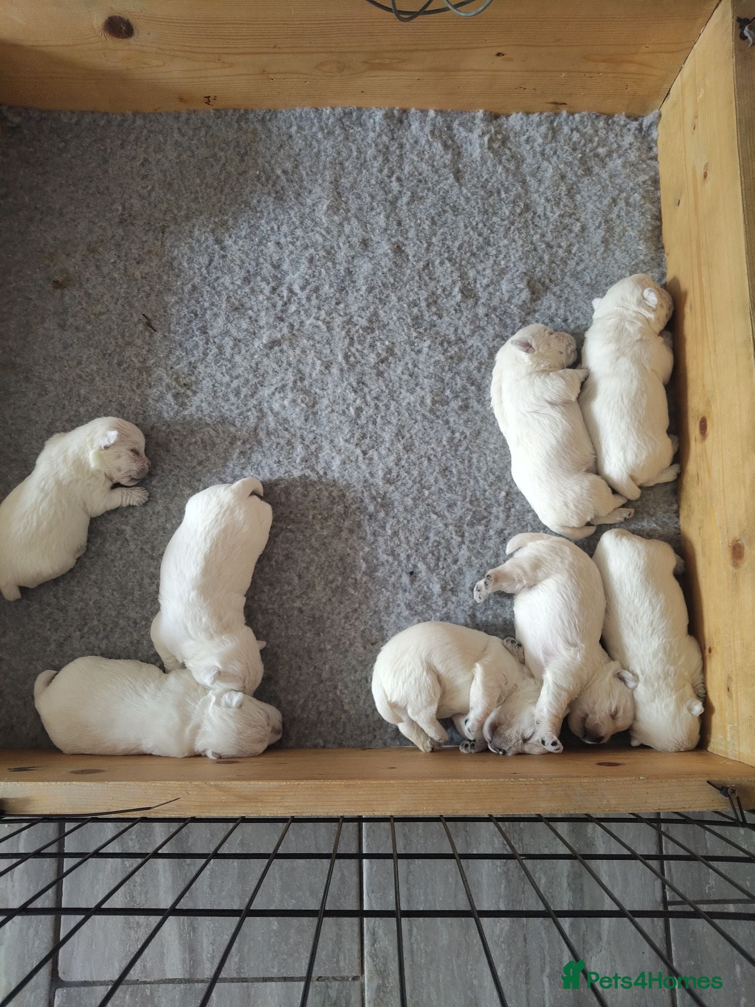 West Highland Terrier dogs West Highland Terrier For sale  - Advert 2
