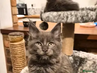 Maine Coon cats Maine coon pedigree kittens - Advert 2