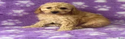 Cavapoo dogs for sale: Extensively health tested red Cavapoo babies in West Malling - Advert 5