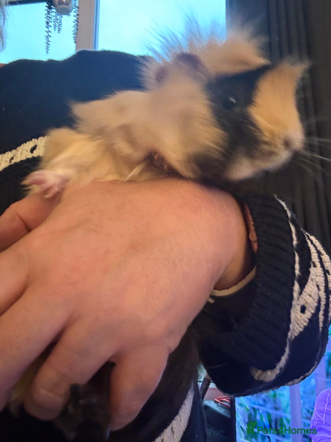 Guinea Pig rodents for sale: Beautiful guinea pig girls - Advert 2