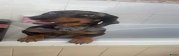 Dachshund dogs for sale: Male dachshund - Advert 2