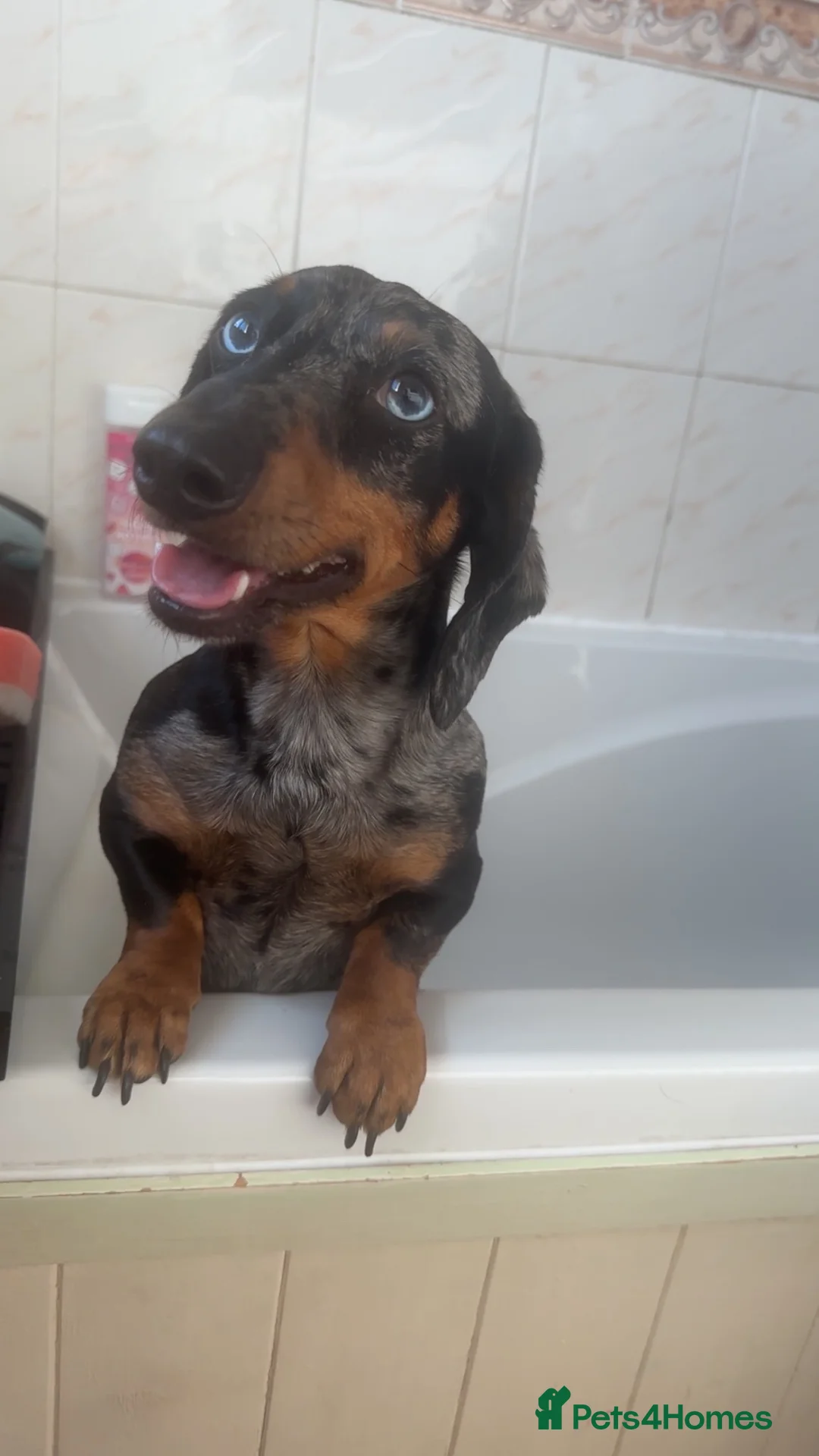 Dachshund dogs for sale: Male dachshund - Advert 2